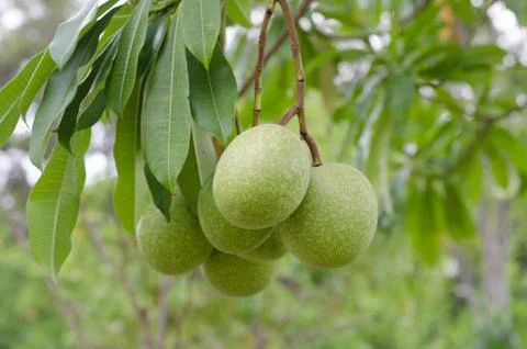 Cerbera oddloam fruit on the tree Stock Photos