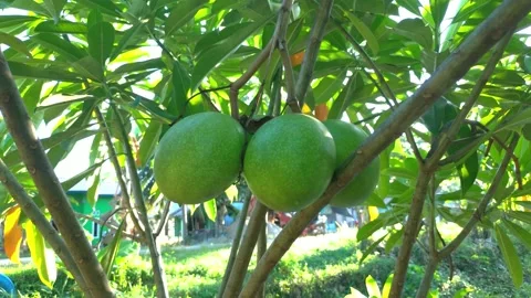 Cerbera odollam fruit 库存影片 134295137