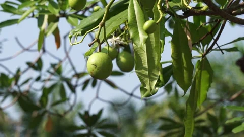 Cerbera odollam (Pong pong tree, Cerbera manghas, bintaro) on the tree. Stock Footage