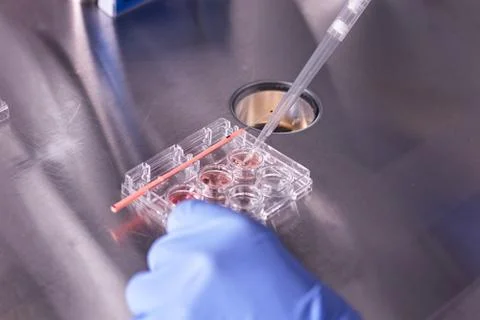 Cerca ovulo Stock Photos