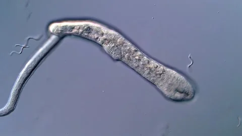 Cercariae Larvae of Fluke under Microscope in 4K Vidéo 317222982