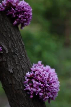 Cercis 1 Stock Photos