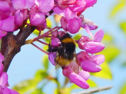 Cercis and a bumblebee Fotos de archivo