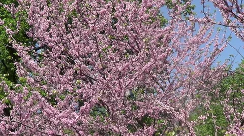 Cercis Canadensis Stock Footage 60223686