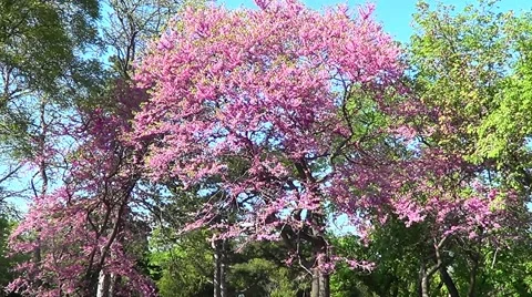 Cercis European 스톡 동영상 59796029