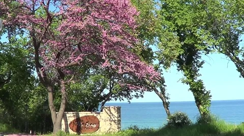 Cercis European Stock Footage 59796223