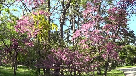 Cercis European 動画素材 59796236