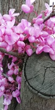 Cercis european Stock Photos