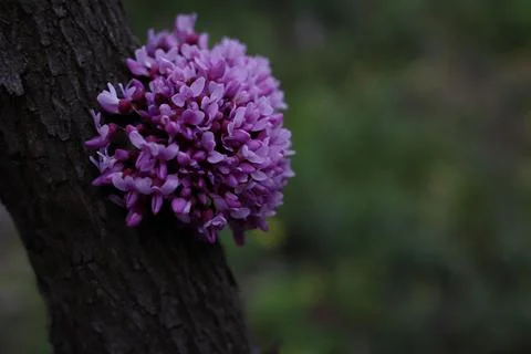 Cercis Stock Photos