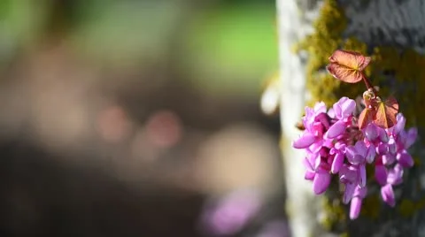 Cercis siliquastrum Stock Footage 21872090