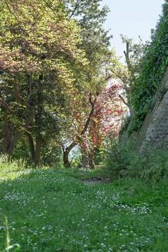 Cercis siliquastrum Trees in Spring Light, Belvedere?Fogliense, Marche, Italy 스톡 사진