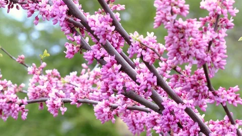 Cercis tree in a spring garden and birds singing Stock Footage 129805553