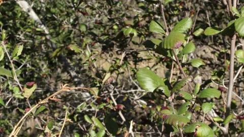 CERCOCARPUS BETULOIDES LEAF Stock Footage 152063155