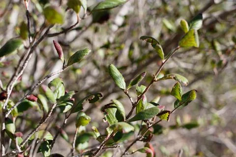 CERCOCARPUS BETULOIDES LEAF Stock Photos