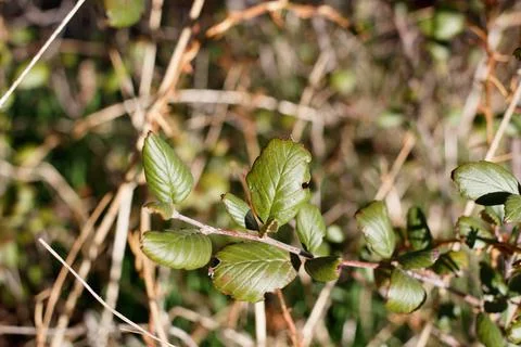 CERCOCARPUS BETULOIDES LEAF Stock Photos