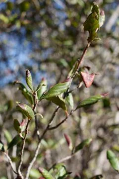 CERCOCARPUS BETULOIDES LEAF Stock Photos