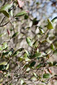 CERCOCARPUS BETULOIDES LEAF Stock Photos