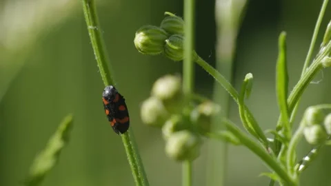 Cercopid Spittlebug Resting on Plant Stem - 4K Macro Wildlife B-Roll Vídeos de archivo 335833721
