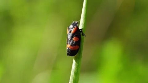 Cercopis vulnerata black-and-red froghopper insect on a leaf macro slow motion Video stock 296093949