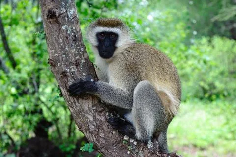 Cercopithecus Aethiops Stock Photos