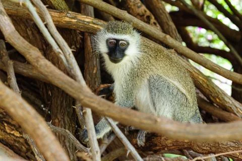 Cercopithecus Aethiops Stock Photos