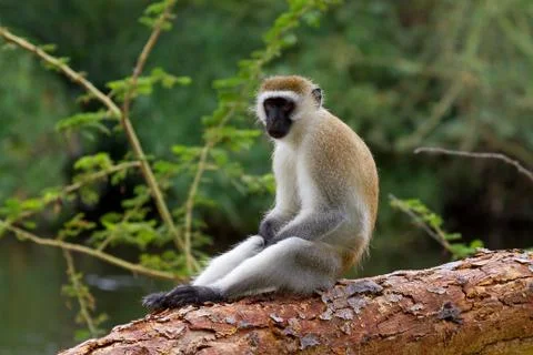 Cercopithecus aethiops vervet monkey Foto stock
