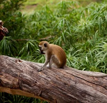 Cercopithecus aethiops vervet monkey Stock Photos