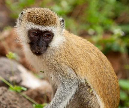 Cercopithecus aethiops vervet monkey Foto stock