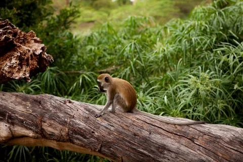 Cercopithecus aethiops vervet monkey Stock Photos