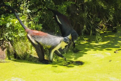 Cercopithecus diana cleans up in a very dirty lake covered with cyanobacteria Foto stock