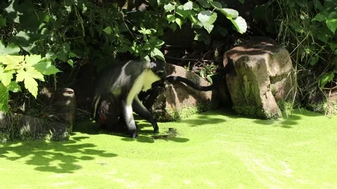 Cercopithecus diana sits on a stone and uses his paw to try to get to the clear  Stock Footage 134290286