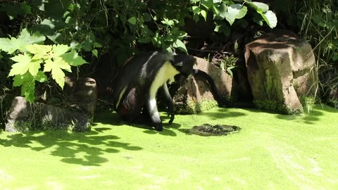 Cercopithecus diana sits on a stone and uses his paw to try to get to the clear  Stock-Footage 134290476