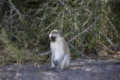 Cercopithecus green or vervet, also called tumbili, is a monkey. Stock Photos