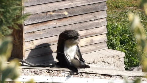 Cercopithecus mona, monkey in zoo. Wild mammal, primate in summertime.  Video stock 126706176
