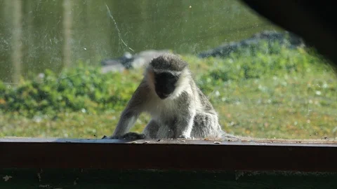 Cercopithecus mona, monkey in zoo. Wild mammal, primate in summertime.  Stock-Footage 126706410