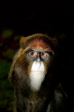 CERCOPITHEQUE DE BRAZZA cercopithecus neglectus Stock Photos