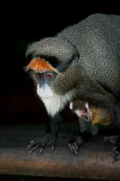 CERCOPITHEQUE DE BRAZZA cercopithecus neglectus Stock Photos