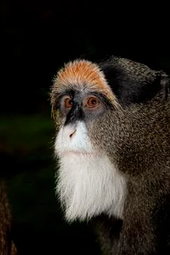 CERCOPITHEQUE DE BRAZZA cercopithecus neglectus Stock Photos