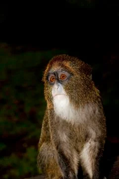 CERCOPITHEQUE DE BRAZZA cercopithecus neglectus Stock Photos