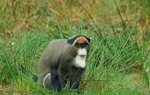 CERCOPITHEQUE DE BRAZZA cercopithecus neglectus Stock Photos