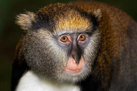 CERCOPITHEQUE DE CAMPBELL cercopithecus campbelli Stock Photos