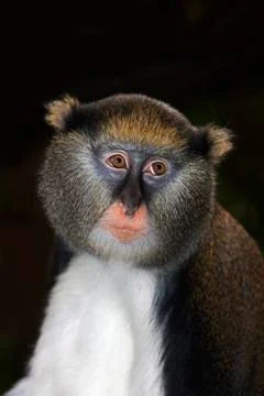 CERCOPITHEQUE DE CAMPBELL cercopithecus campbelli Stock Photos