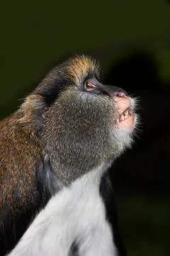 CERCOPITHEQUE DE CAMPBELL cercopithecus campbelli Stock Photos