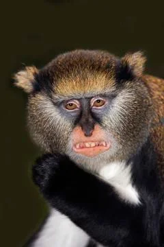 CERCOPITHEQUE DE CAMPBELL cercopithecus campbelli Stock Photos