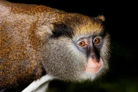 CERCOPITHEQUE DE CAMPBELL cercopithecus campbelli Stock Photos