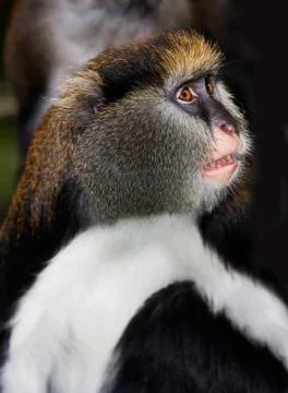 CERCOPITHEQUE DE CAMPBELL cercopithecus campbelli Foto stock
