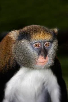 CERCOPITHEQUE DE CAMPBELL cercopithecus campbelli Foto stock