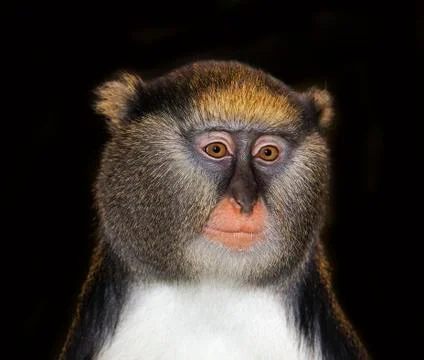 CERCOPITHEQUE DE CAMPBELL cercopithecus campbelli Foto stock