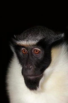 CERCOPITHEQUE DIANE cercopithecus diana Stock Photos