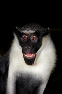 CERCOPITHEQUE DIANE cercopithecus diana Foto stock